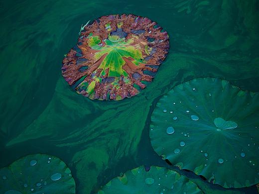 又是一季花开花落时