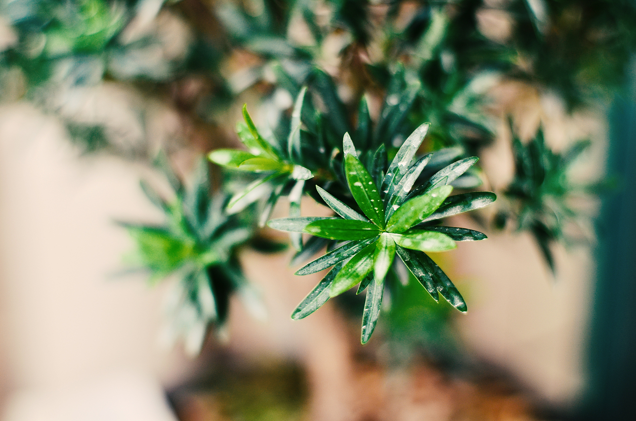 玻璃缸微景观（图ZMzY3Njg3MzY=） - 风光摄影 - 站酷设计师传奇原创素材 - 站酷ZCOOL