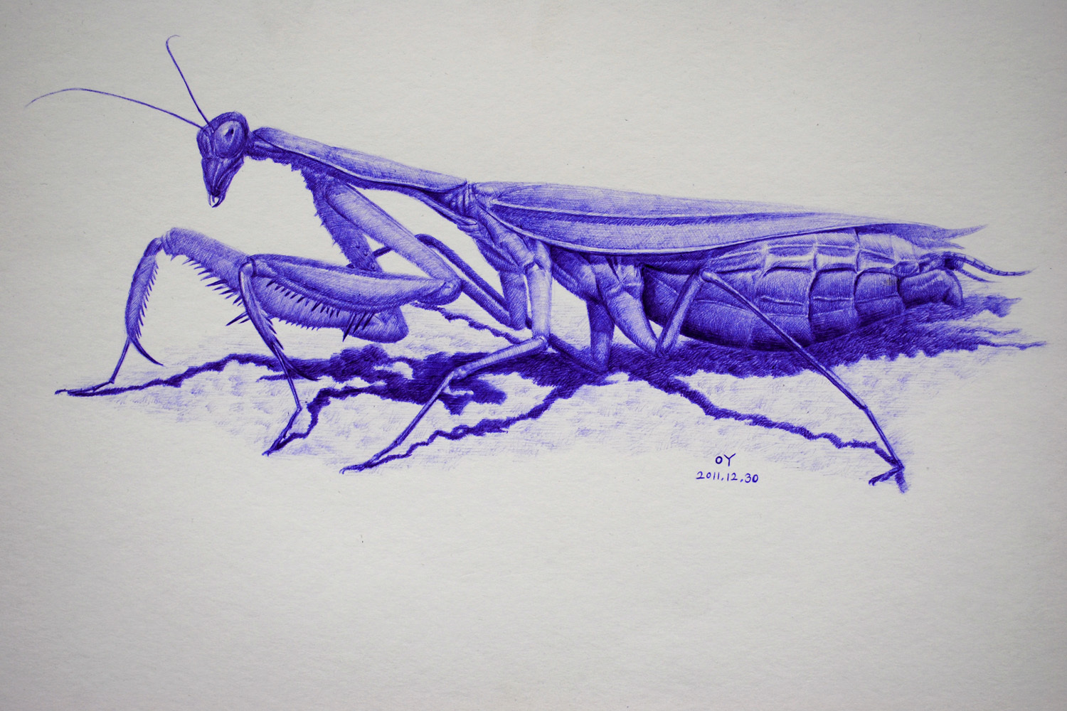 oy手绘:一些螳螂