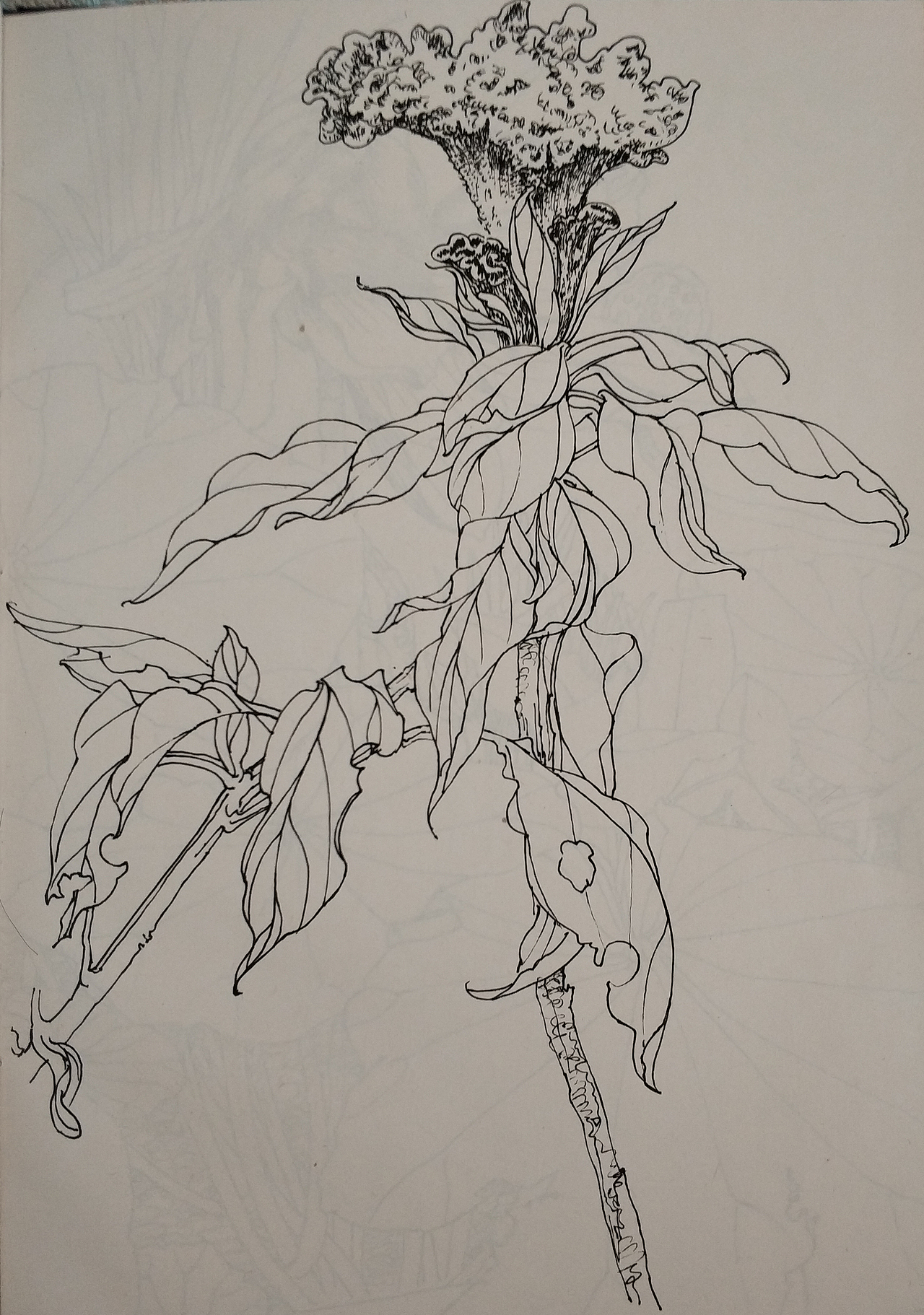 花鸟(写生)手绘小稿