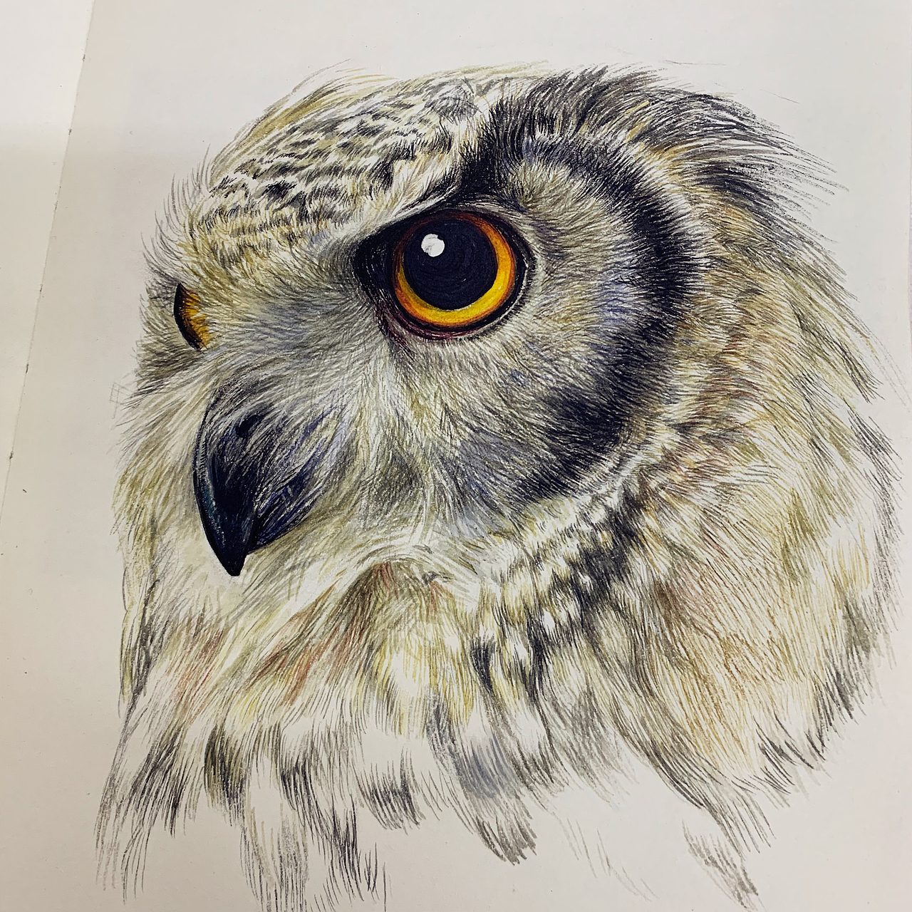 手绘猫头鹰
