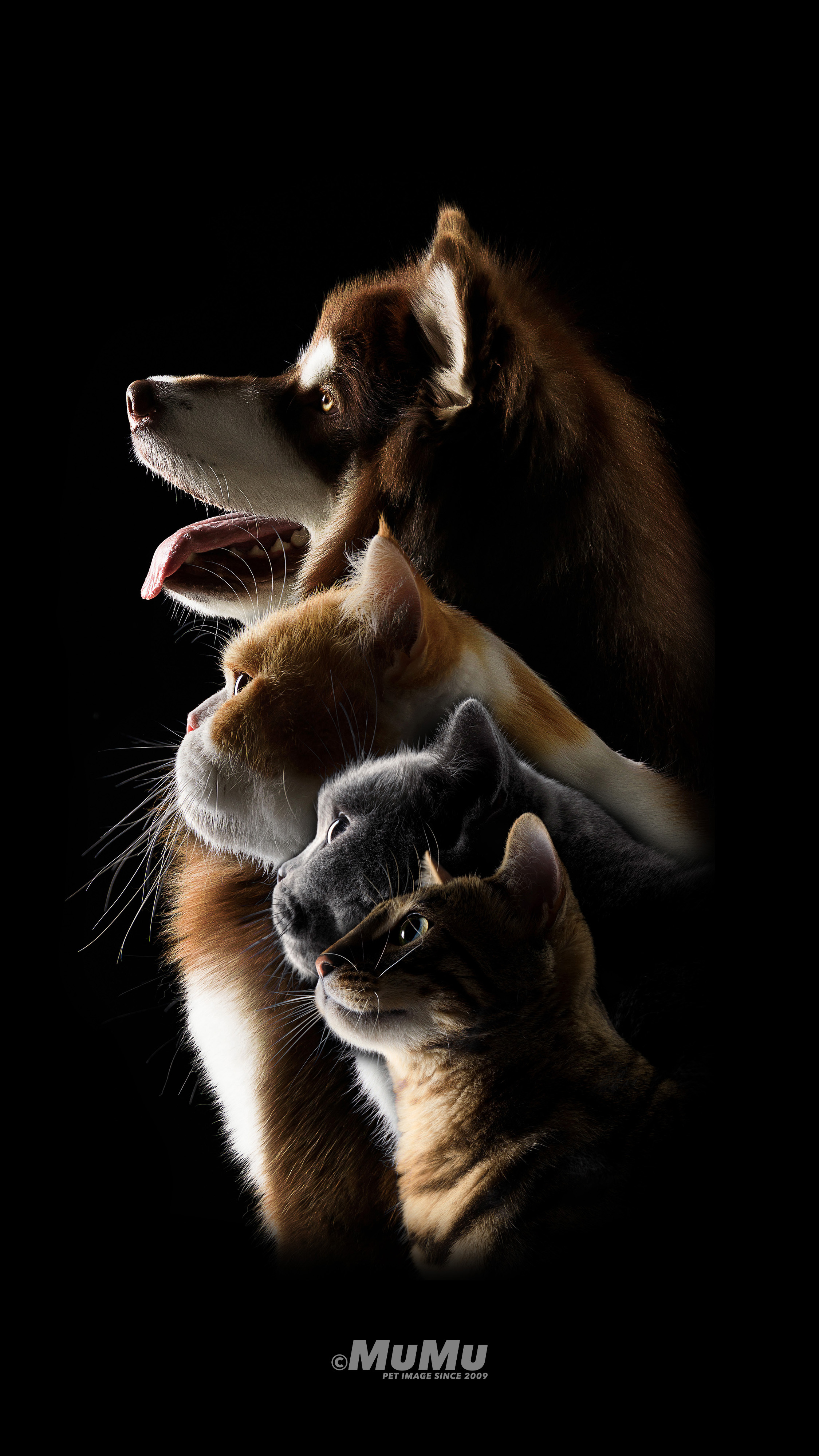 波斯猫|摄影|宠物摄影|AMYWORKS赛猫摄影 - 原创作品 - 站酷 (ZCOOL)