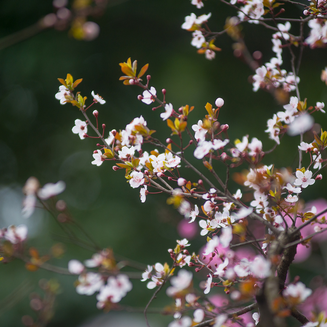 春花烂漫：拍摄于成都植物园（图ZMTA5MDIzODY0） - 风光摄影 - 站酷设计师聚格影像原创素材 - 站酷ZCOOL