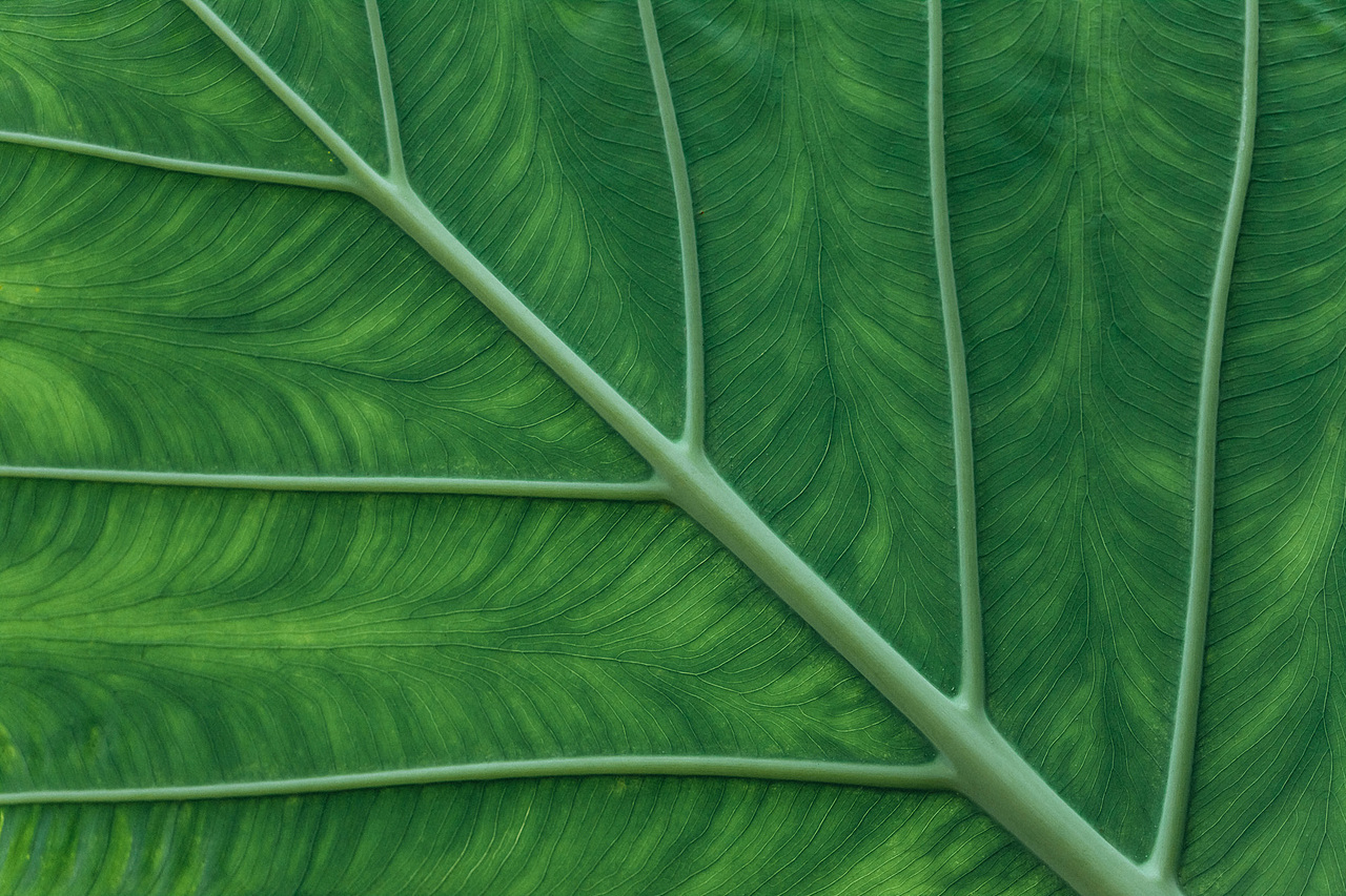 脉（图ZMjU4NjYyMDky） - 时尚/艺术摄影 - 站酷设计师春上喜食原创素材 - 站酷ZCOOL