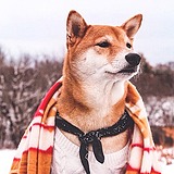 Danmolove的头像