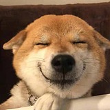 栗子举胖狗的头像