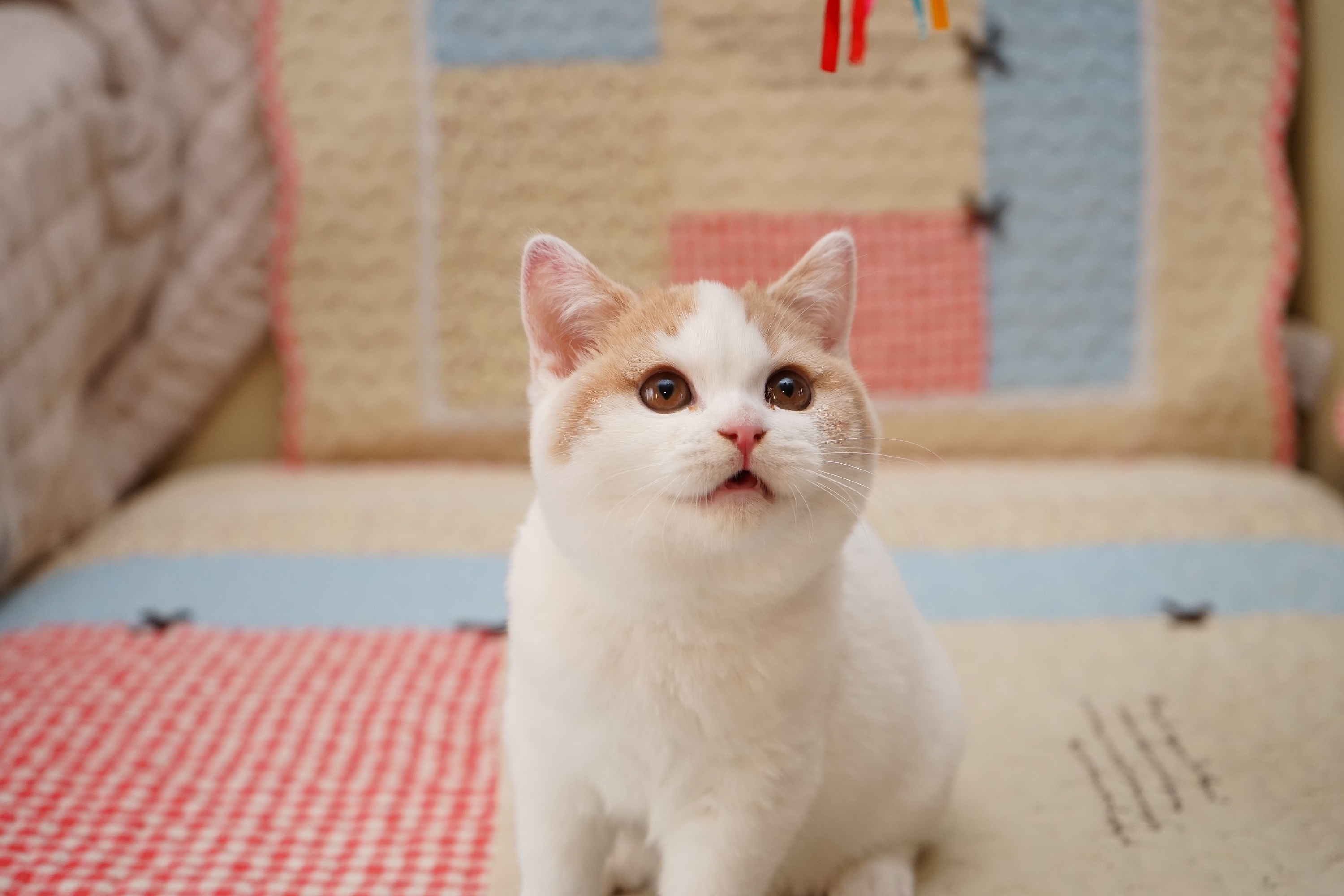 可爱白色猫咪高清电脑桌面壁纸_桌面壁纸_mm4000图片大全