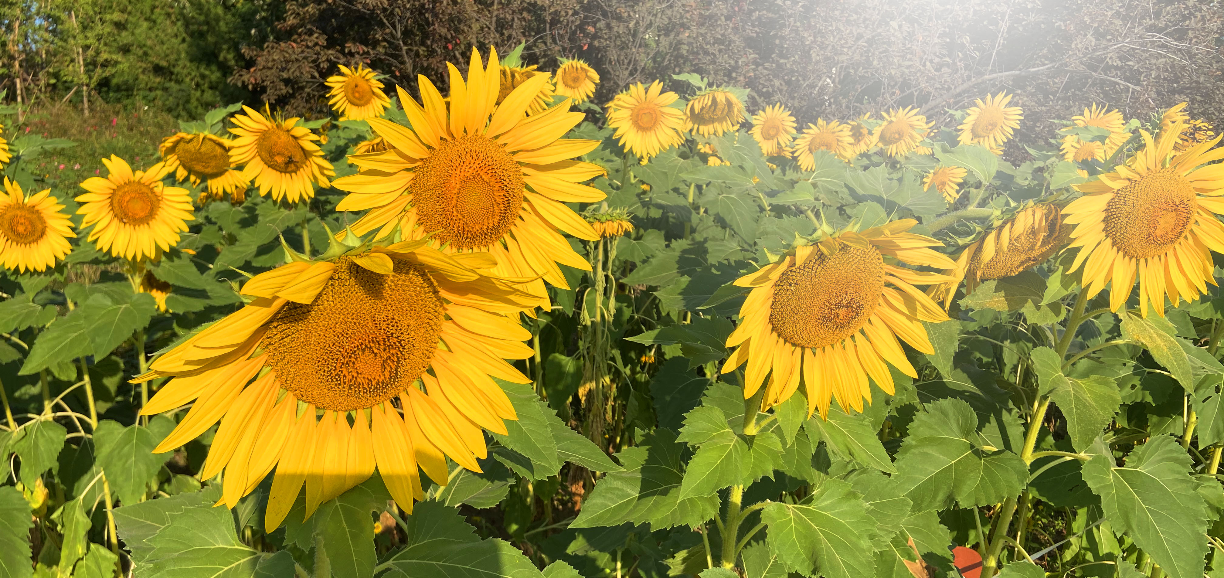 刘勇良意创书设的个人主页（封面预览） - 主页封面设置 - 站酷设计师刘勇良意创书设原创素材 - 站酷ZCOOL