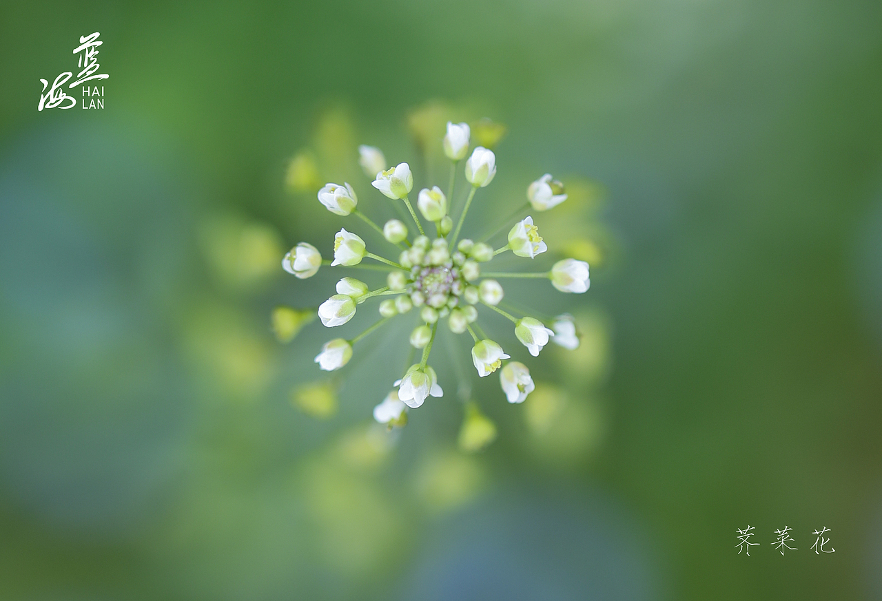 万物复苏 只此嫩绿（图ZMjkyNDAwMzgw） - 风光摄影 - 站酷设计师Z13172302原创素材 - 站酷ZCOOL