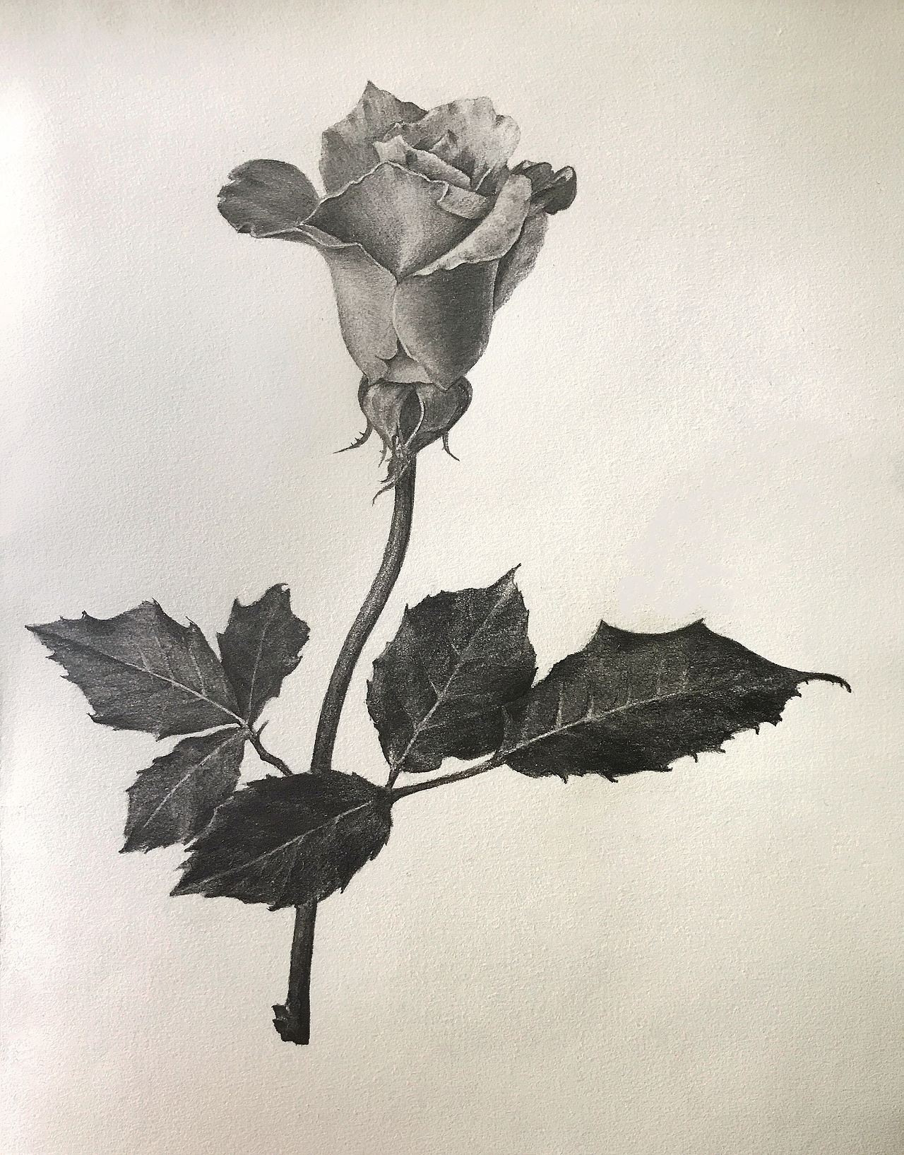 玫瑰 玫瑰（图ZMTgwNTEzODcy） - 创作习作 - 站酷设计师是进击的脸猫呀原创素材 - 站酷ZCOOL