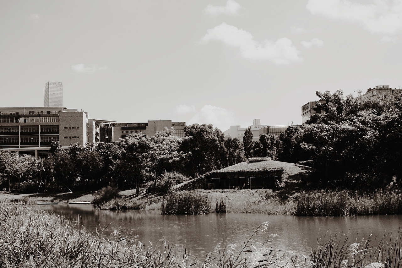 红树林(深圳湾)