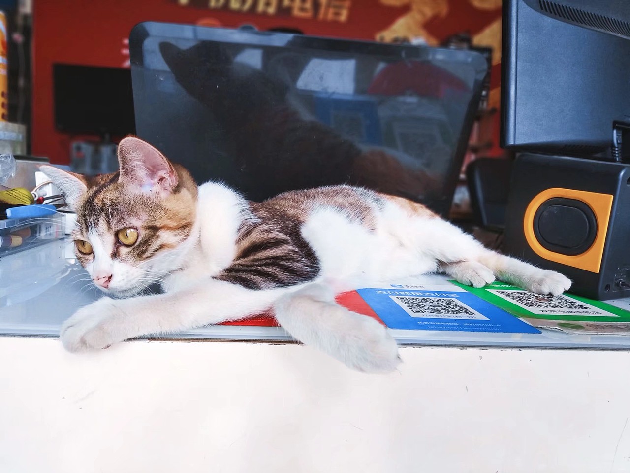 手机拍摄【小猫】（图ZMjAxNDAxOTky） - 宠物摄影 - 站酷设计师零零后画痴原创素材 - 站酷ZCOOL