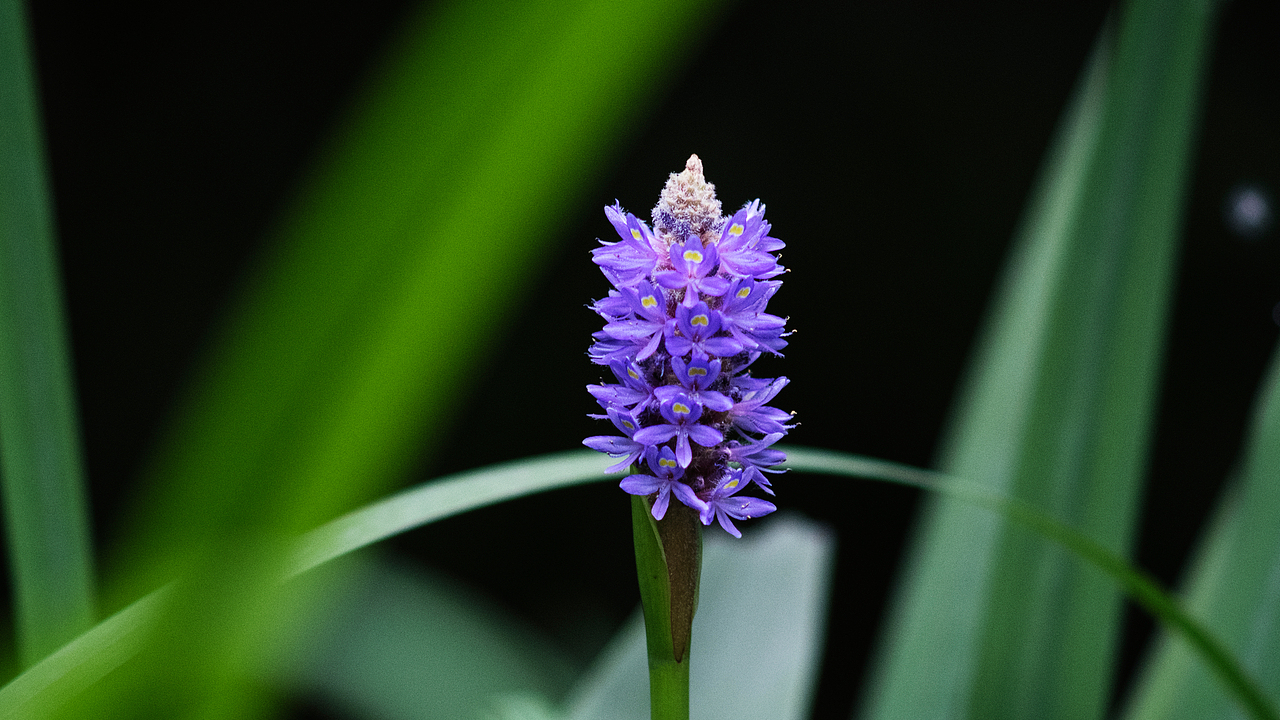 端午闲游-云栖竹径