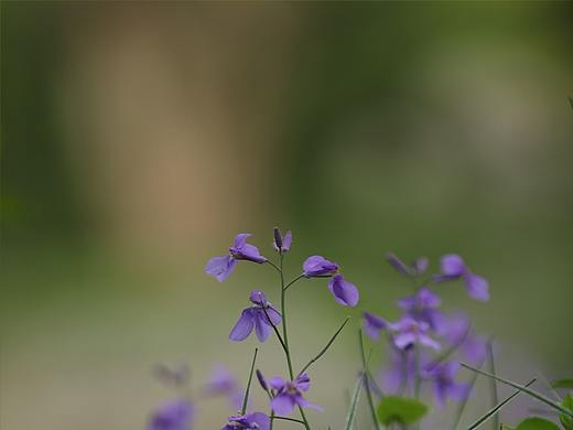 紫金草 二月兰 诸葛草