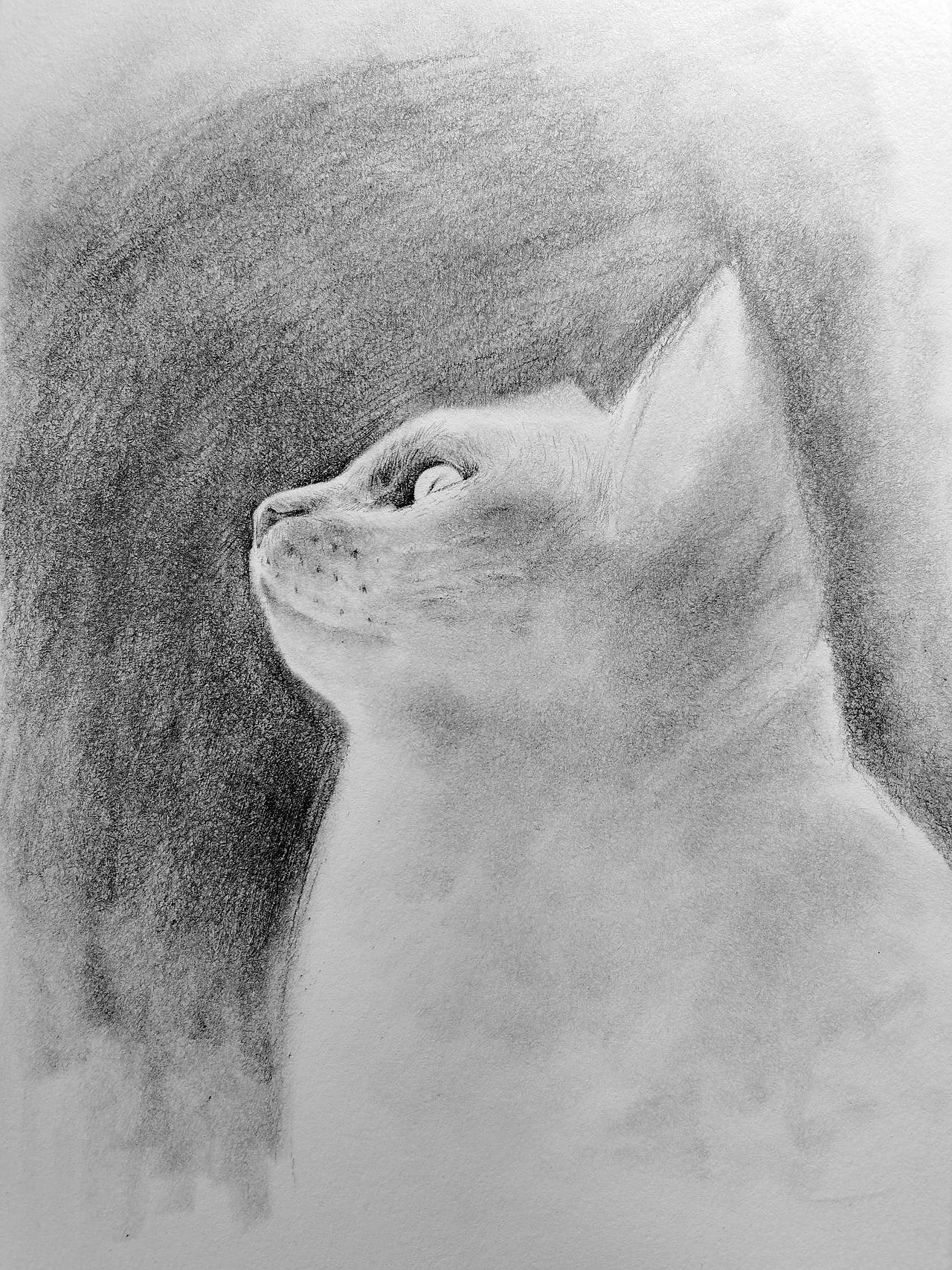 画个猫咪给你撸