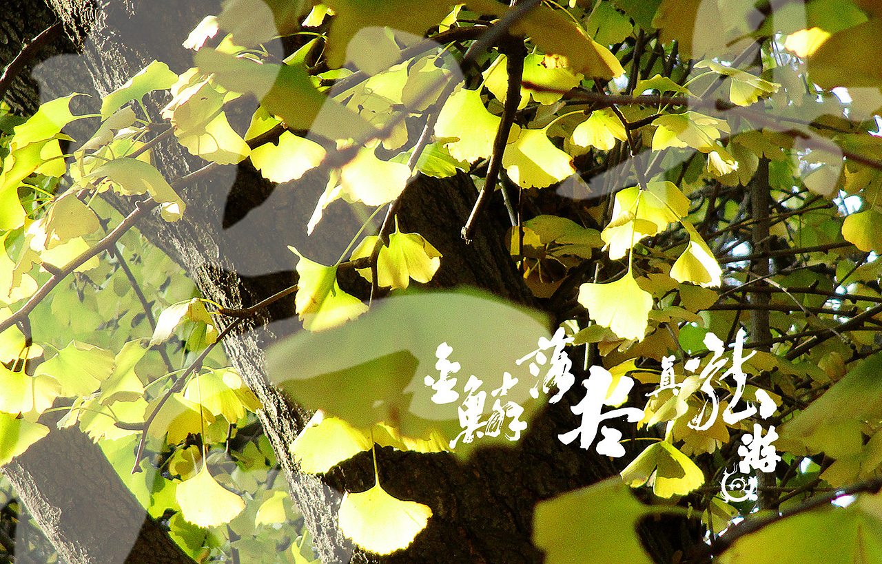 金鳞落尽真龙游 题金黄银杏叶