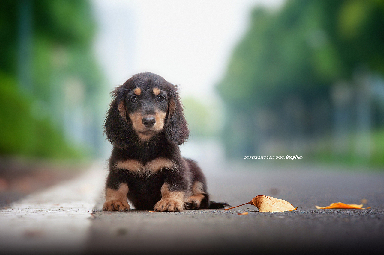 我猜我们见过面.恩?【动物摄影师何某某个人作品2】