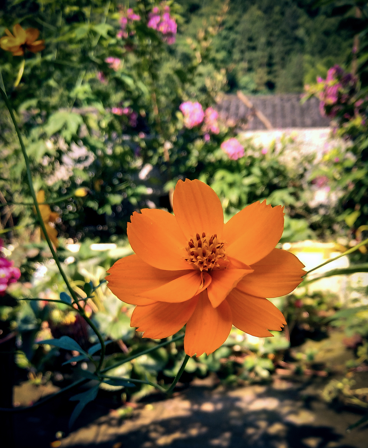 闲着没事做,拍一朵花看看!