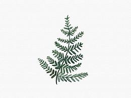 插畫(huà)植物