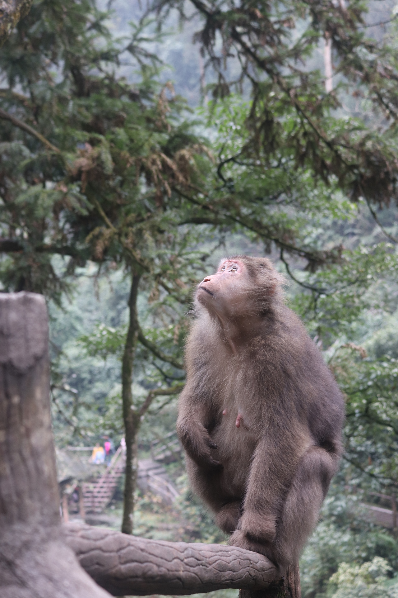 摄影 峨眉山（图ZMTY4MDM4MTQ0） - 风光摄影 - 站酷设计师香菜小龍包原创素材 - 站酷ZCOOL