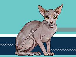 宠物手绘及装饰应用