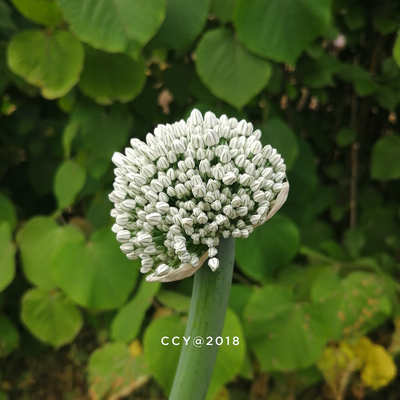 洋葱花:cherry_blossom:|摄影|手机|CCY_西 - 原创作品 - 站酷 (ZCOOL)
