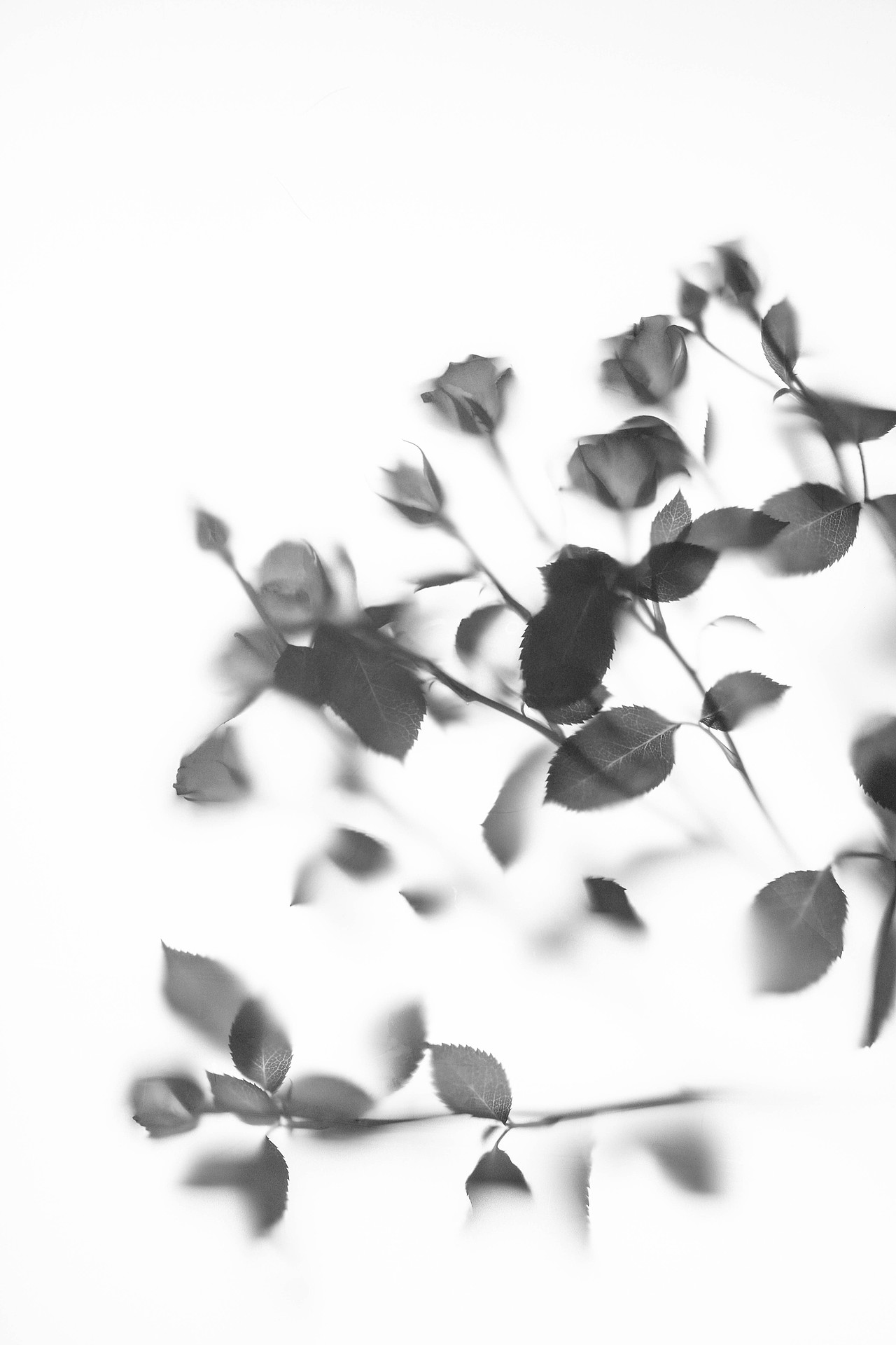 花卉-黑白（图ZMTcxMTIyNTI0） - 产品摄影 - 站酷设计师1874HAHA原创素材 - 站酷ZCOOL