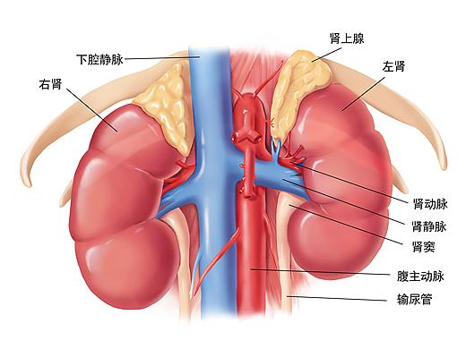 医学高清图库