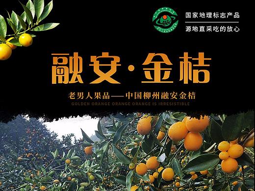 老男人果品融安金桔