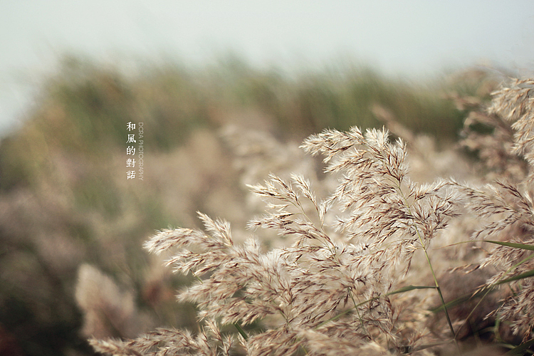 和风的对话（图ZNDA4NTQ5NDA=） - 风光摄影 - 站酷设计师朵拉影像原创素材 - 站酷ZCOOL