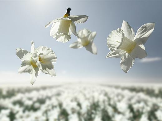 春天花期愛上春天花田野外花朵花瓣花飛滿天原野（個(gè)人主頁-ZNTA4MjU0MTY=） - 風(fēng)光攝影 - 站酷設(shè)計(jì)師設(shè)計(jì)腦腦原創(chuàng)素材 - 站酷ZCOOL