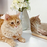 猫猫虫Y的头像