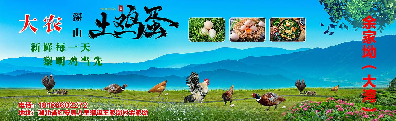 土鸡蛋宣传平面（图ZMTkwNjAyMTM2） - 其他平面 - 站酷设计师柠檬洛原创素材 - 站酷ZCOOL