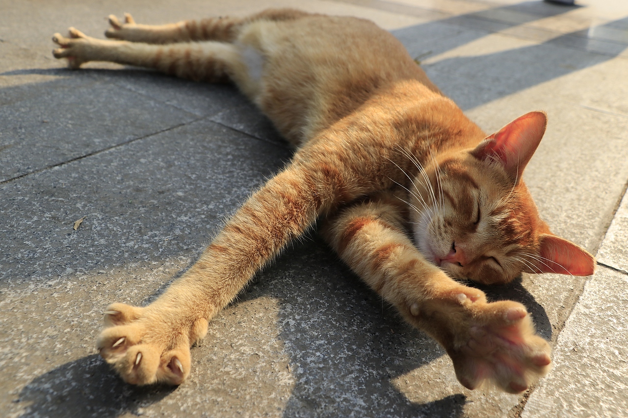 东湖公园之偶遇鸟趣&猫咪（图ZMjQzNjUwMzY4） - 风光摄影 - 站酷设计师飞天猪猫原创素材 - 站酷ZCOOL