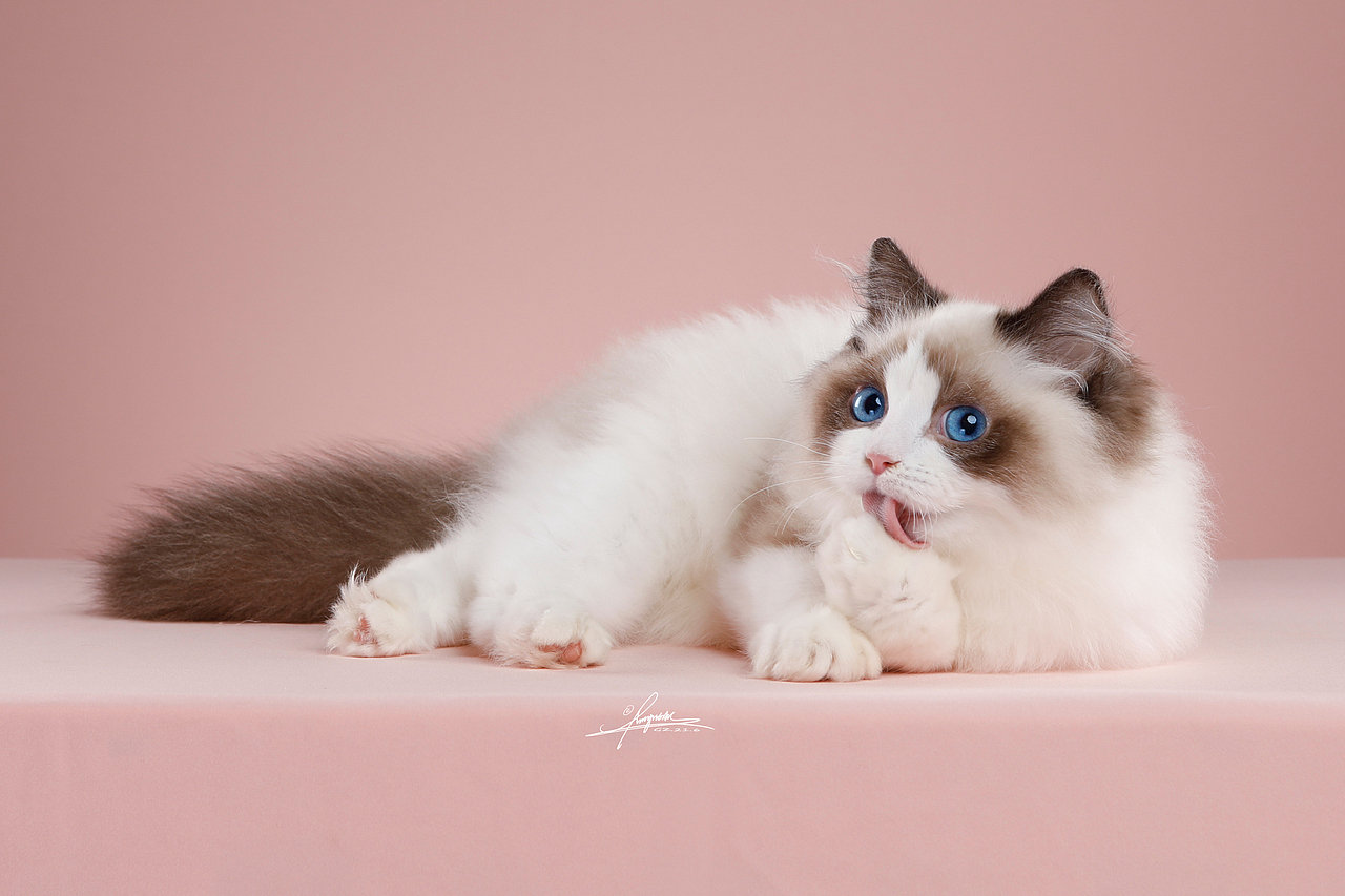 布偶猫_amyworks赛猫摄影-站酷zcool