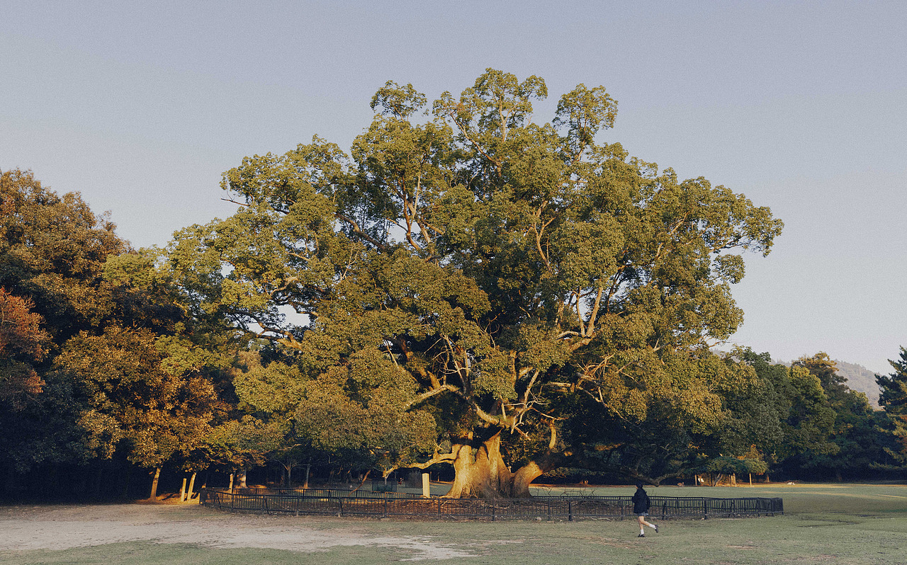 秋（图ZMjMyOTQ4MDI0） - 人像摄影 - 站酷设计师关木Jerome原创素材 - 站酷ZCOOL