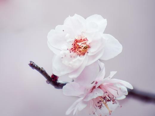 梅（個(gè)人主頁(yè)-ZNTA1Mjc4NDA=） - 風(fēng)光攝影 - 站酷設(shè)計(jì)師lp50021原創(chuàng)素材 - 站酷ZCOOL