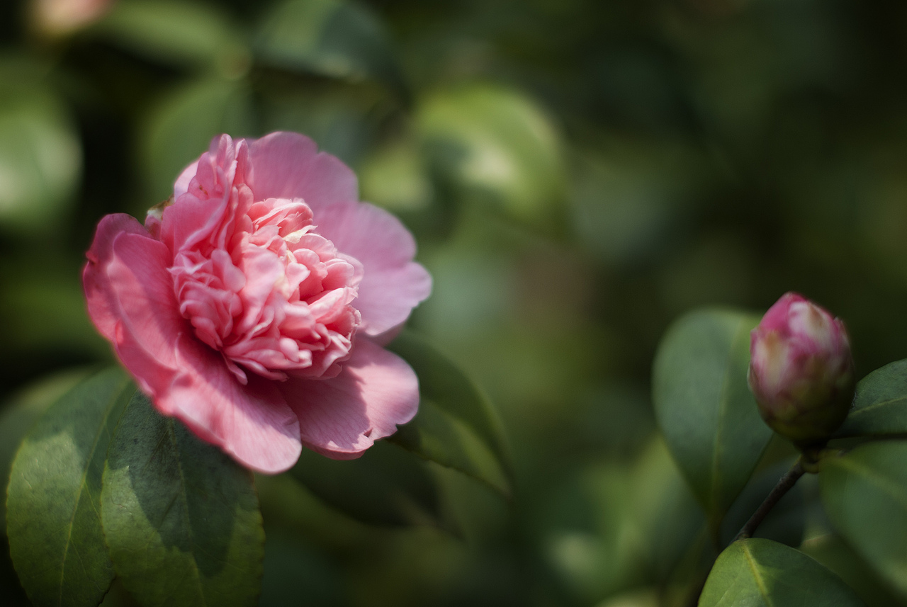 茶花