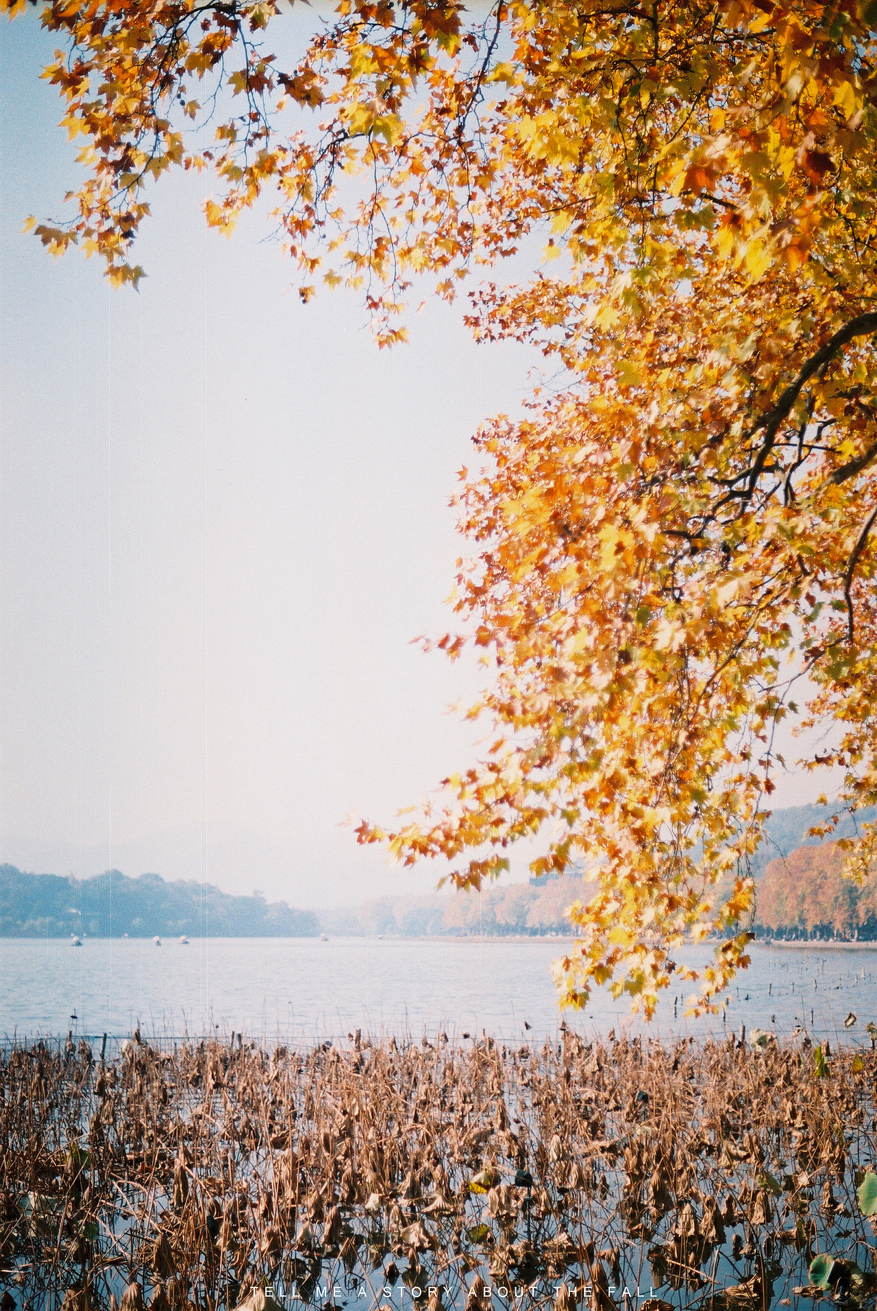 讲一个秋天的故事