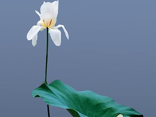 图标（个人主页-ZMjc1OTk4MzI=） - 图标 - 站酷设计师尚辛ywls原创素材 - 站酷ZCOOL