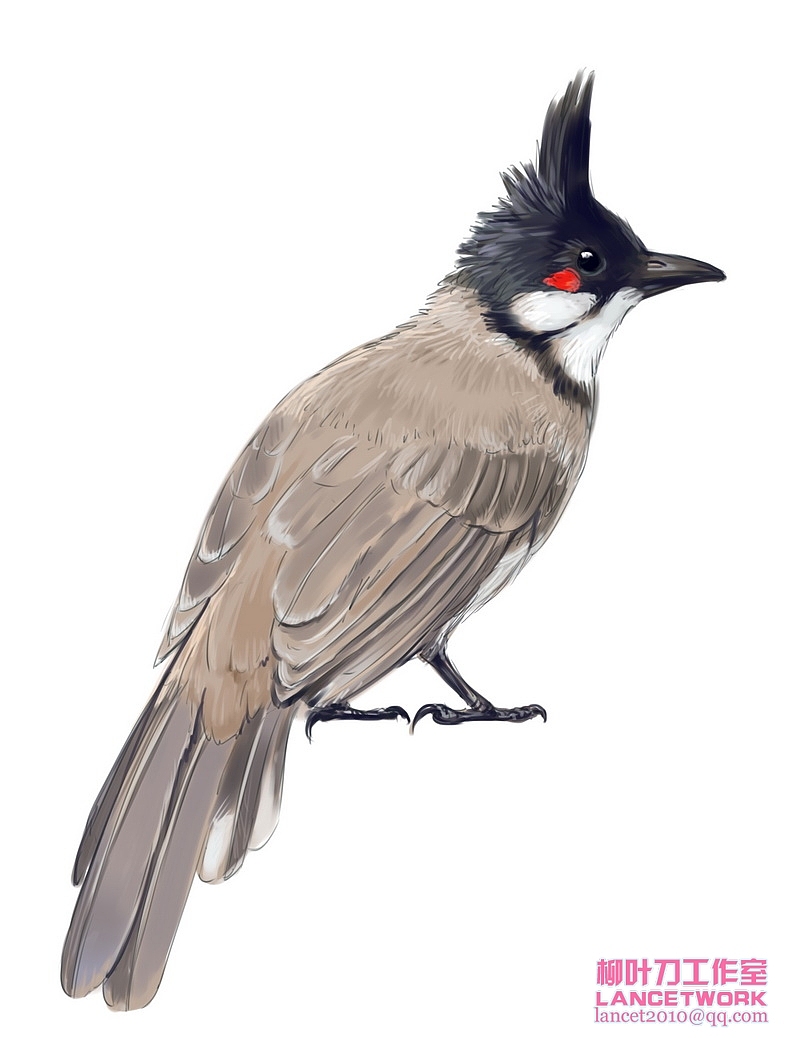 动植物插画小品