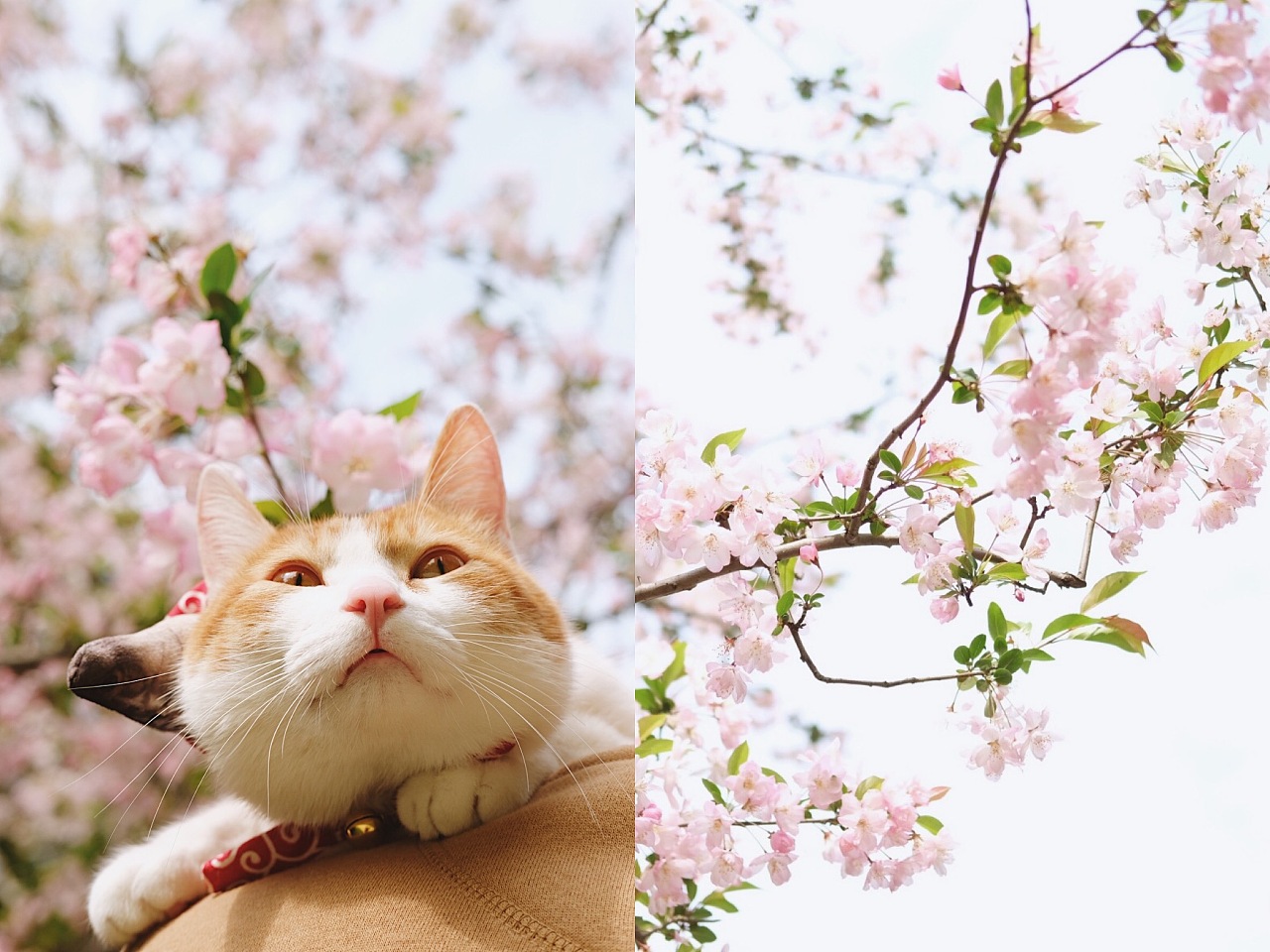 午餐肉养鱼的个人主页（背景预览） - 主页背景设置 - 站酷设计师午餐肉养鱼原创素材 - 站酷ZCOOL