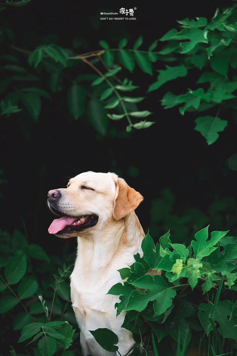 维尼的秋日计划（图ZMzE2NjA2NDY4） - 宠物摄影 - 站酷设计师瘦子费原创素材 - 站酷ZCOOL