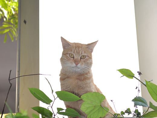 遍地菜田,小村炊烟