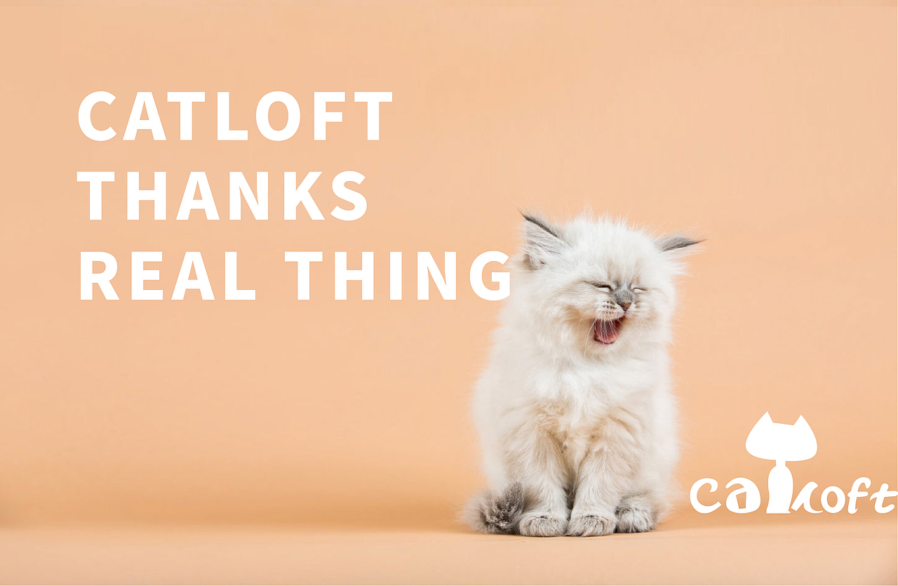 catloft宠物品牌设计全案