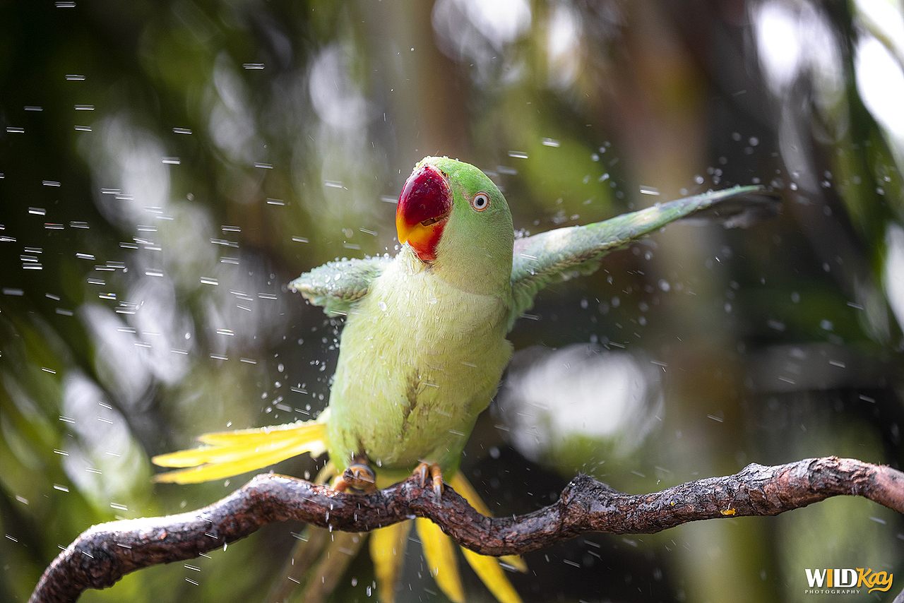 《生命和爱365》合集 I（图ZMTg0NTAwMjQw） - 宠物摄影 - 站酷设计师WildKay原创素材 - 站酷ZCOOL