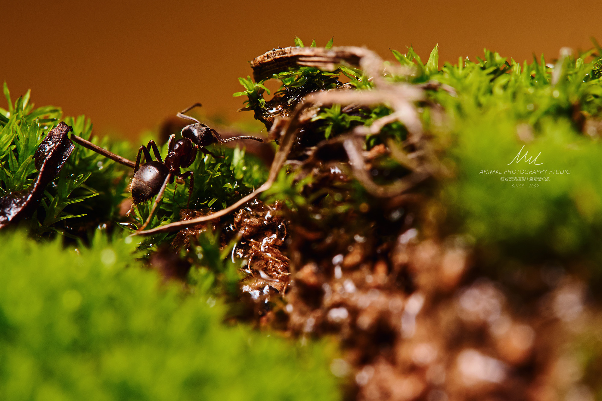 小蚂蚁---大特写|摄影|微距|瓜哥微距摄影 - 原创作品 - 站酷 (ZCOOL)