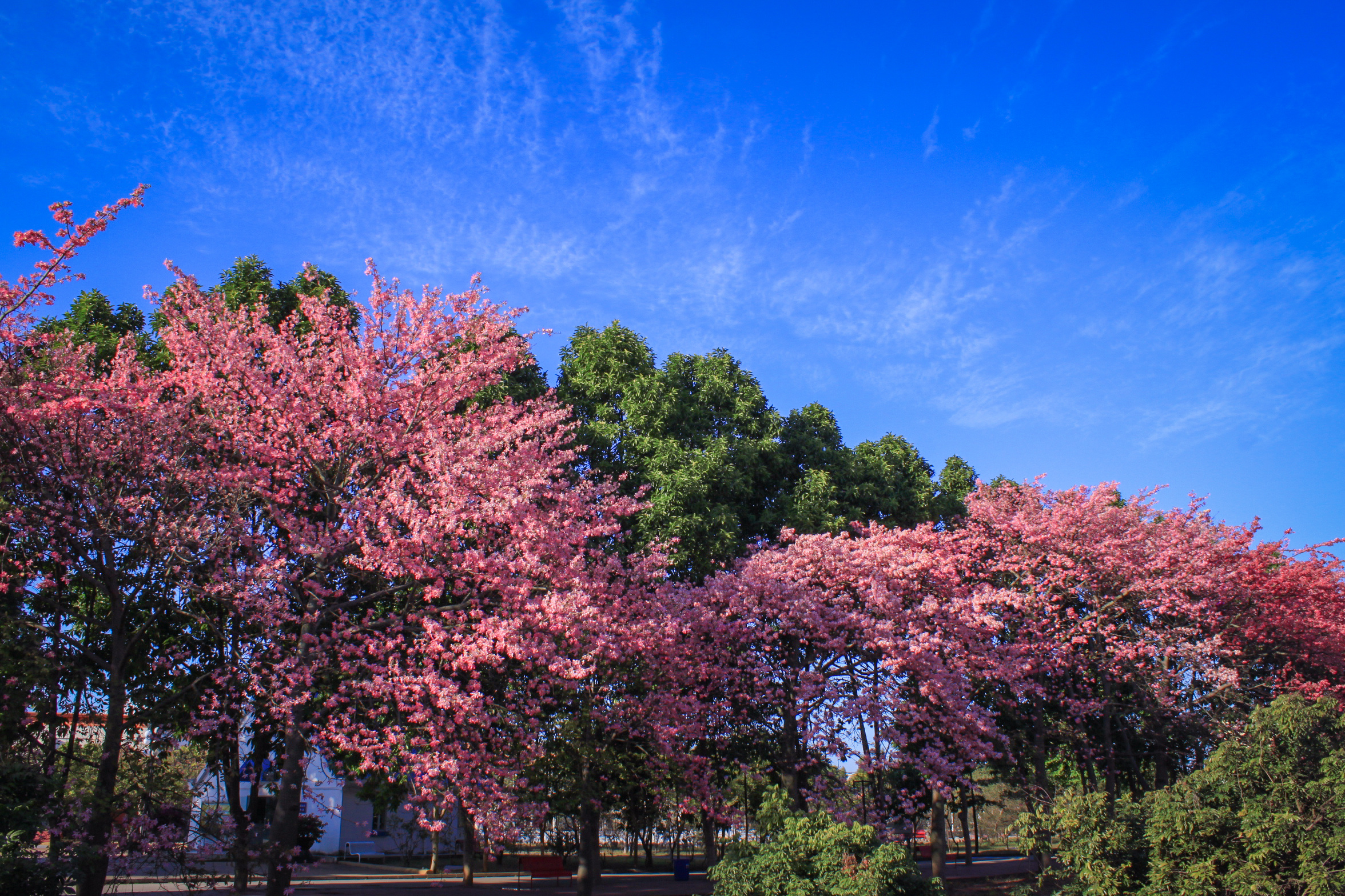 广州大学华软软件学院丝木棉盛开
