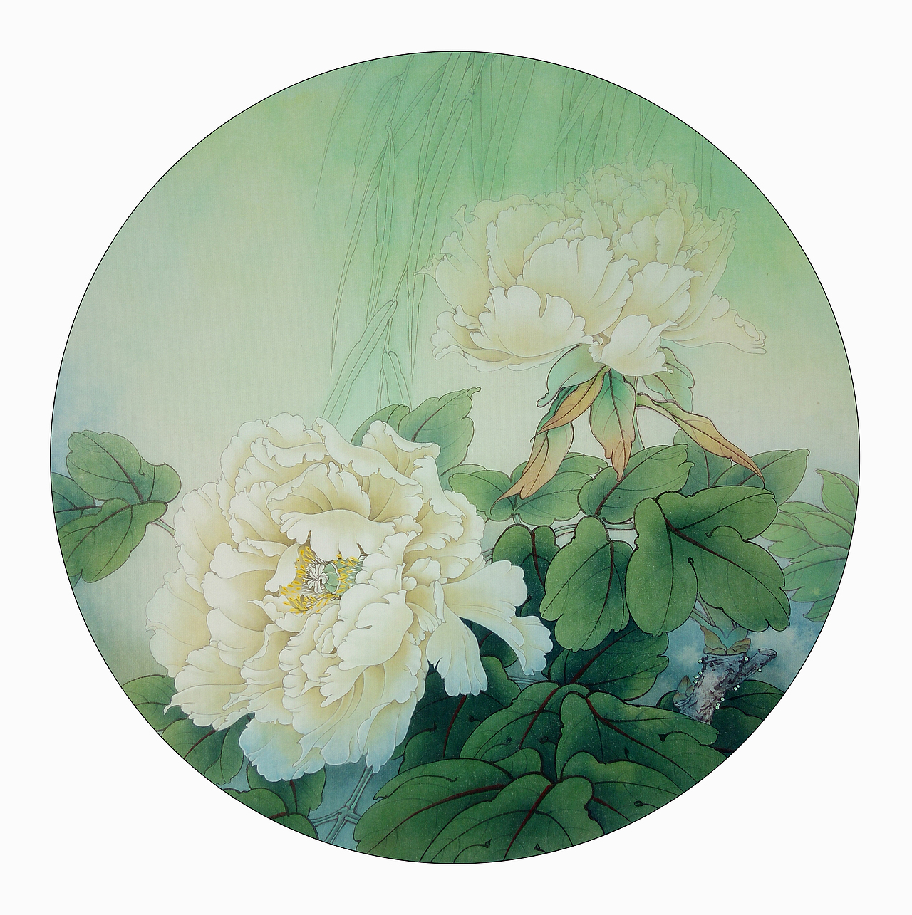 手绘-工笔-白牡丹