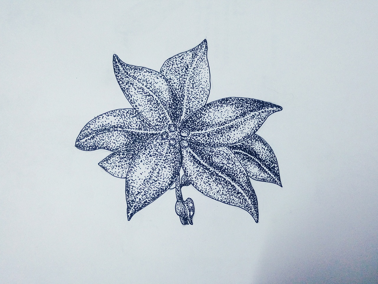 签字笔画植物图片
